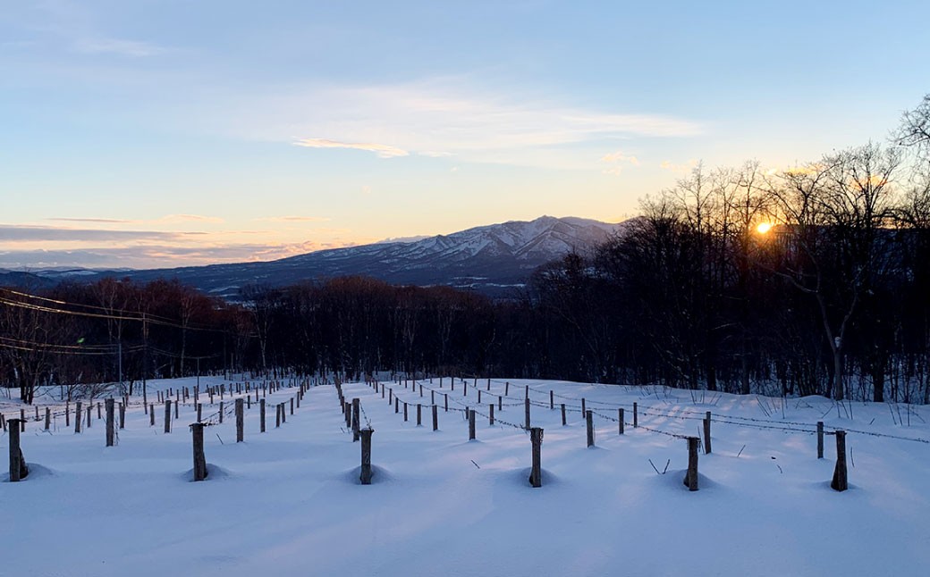 オレンジワイン 山麓のアンバー Pinot Gris 2024