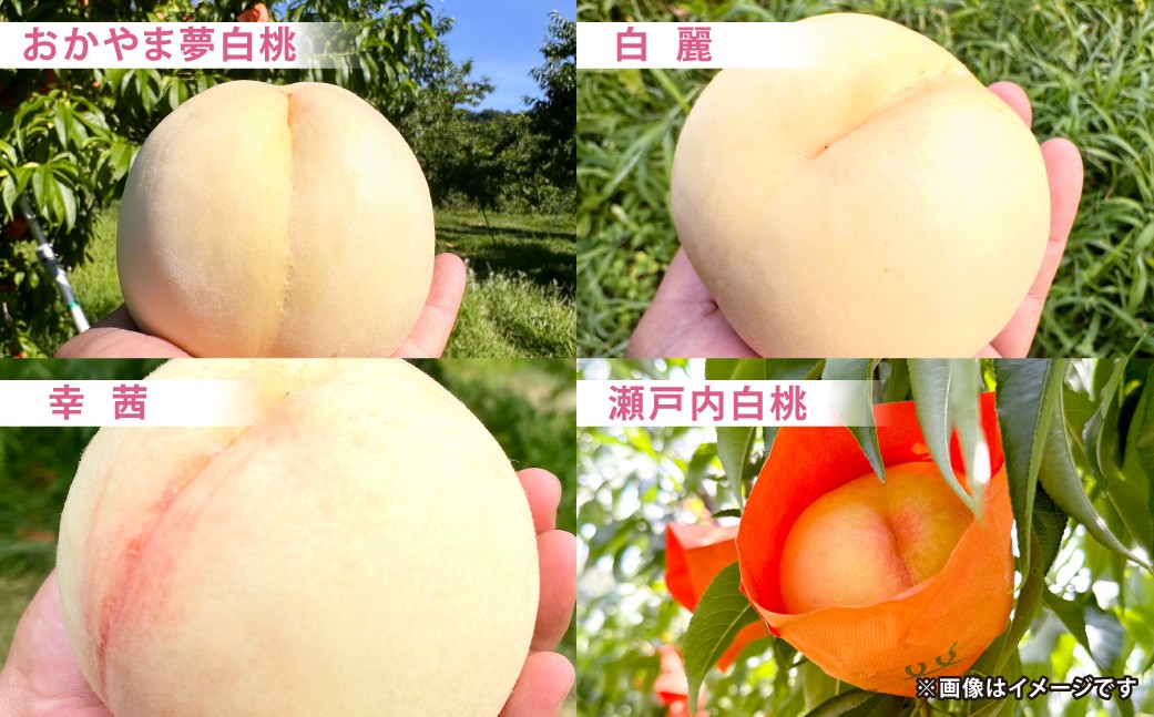 モモナピーチファームの桃 1.5kg（5～7玉） 