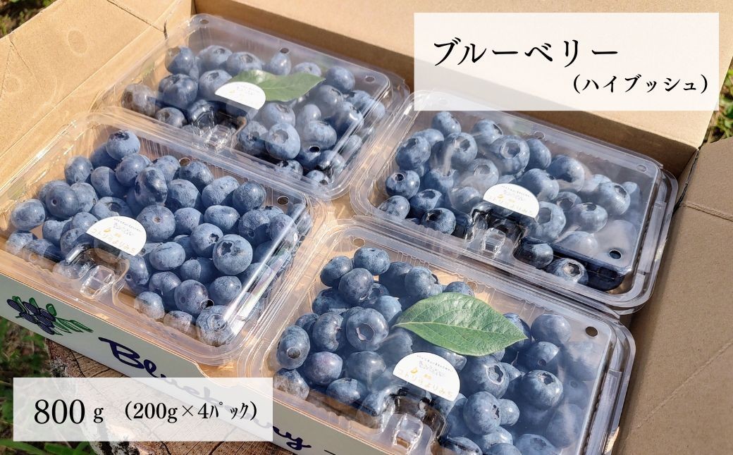 ブルーベリー ハイブッシュ 生果 フルーツ 果物 ベリー ジャム