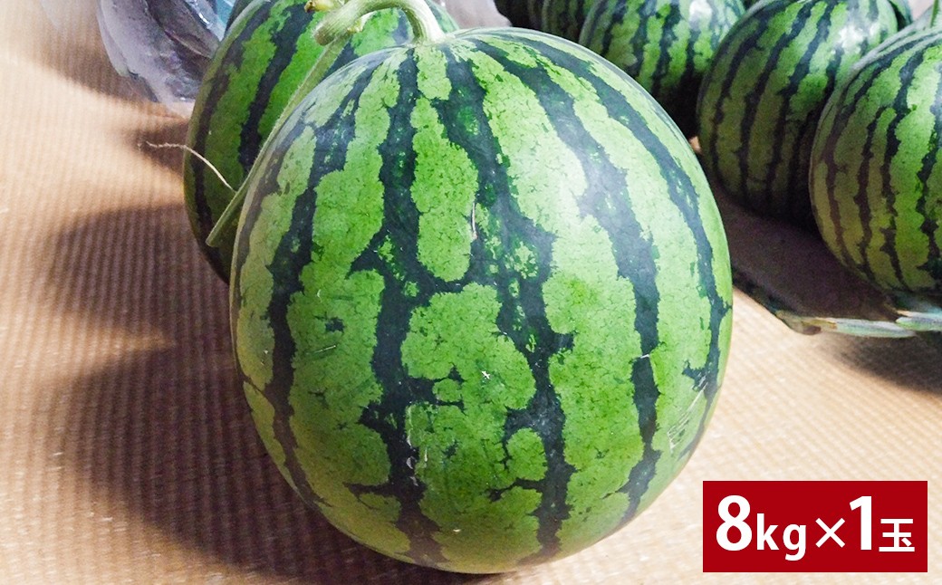 魂心の1玉 熊本産 すいか 「 はるそうせき 」 約8kg