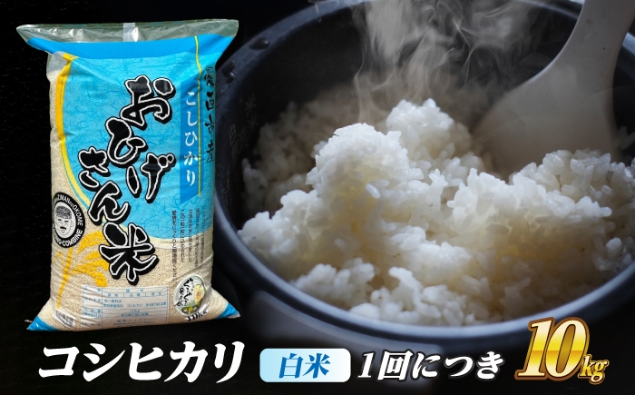 米 お米 10kg 10キロ 定期便 白米 精米 愛知県 国産 コシヒカリ