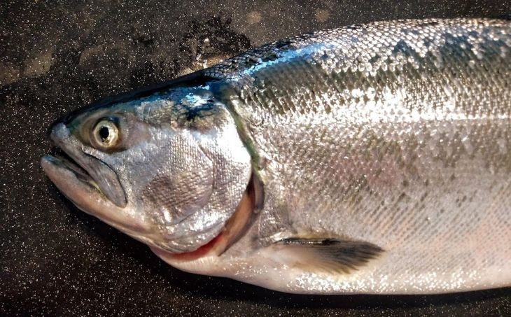 「至極」の熟成魚 サクラマスボーズシ