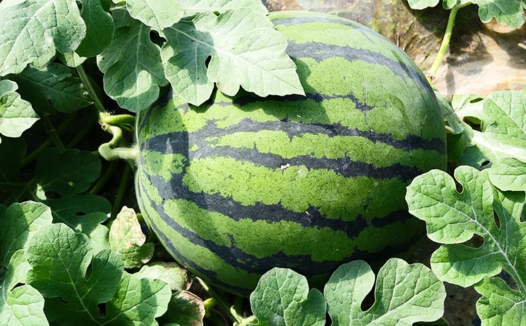 魂心の1玉 熊本産 すいか 「 はるそうせき 」 約8kg