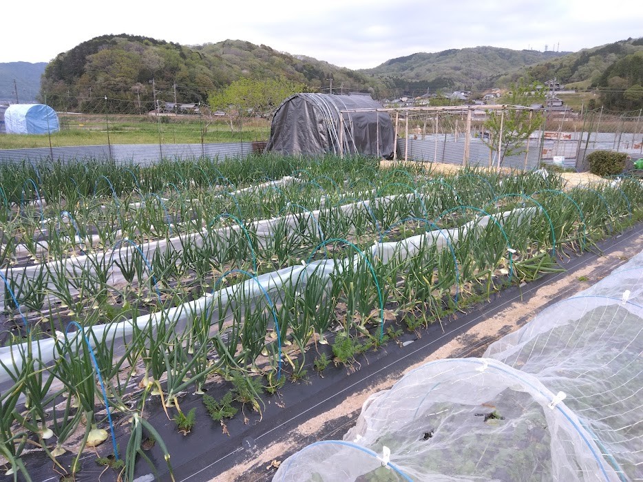 玉ねぎ畑