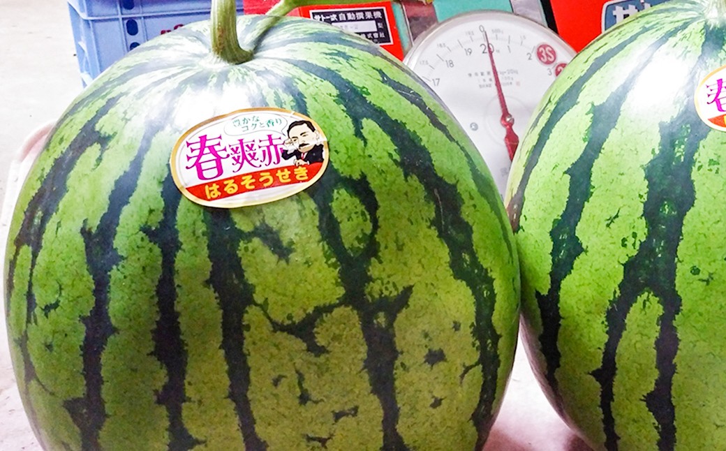 魂心の1玉 熊本産 すいか 「 はるそうせき 」 約6kg