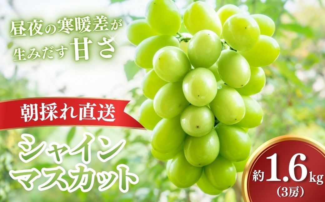 シャインマスカット しゃいんますかっと ぶどう 葡萄 ブドウ フルーツ 果物