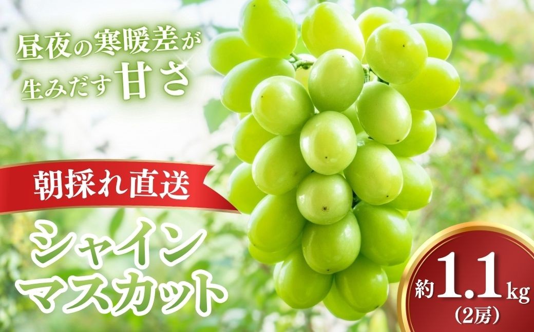 シャインマスカット しゃいんますかっと ぶどう 葡萄 ブドウ フルーツ 果物