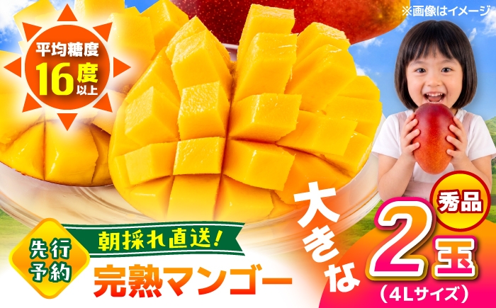 秀品 菊池マンゴー2玉 各625g以上 4Lサイズ