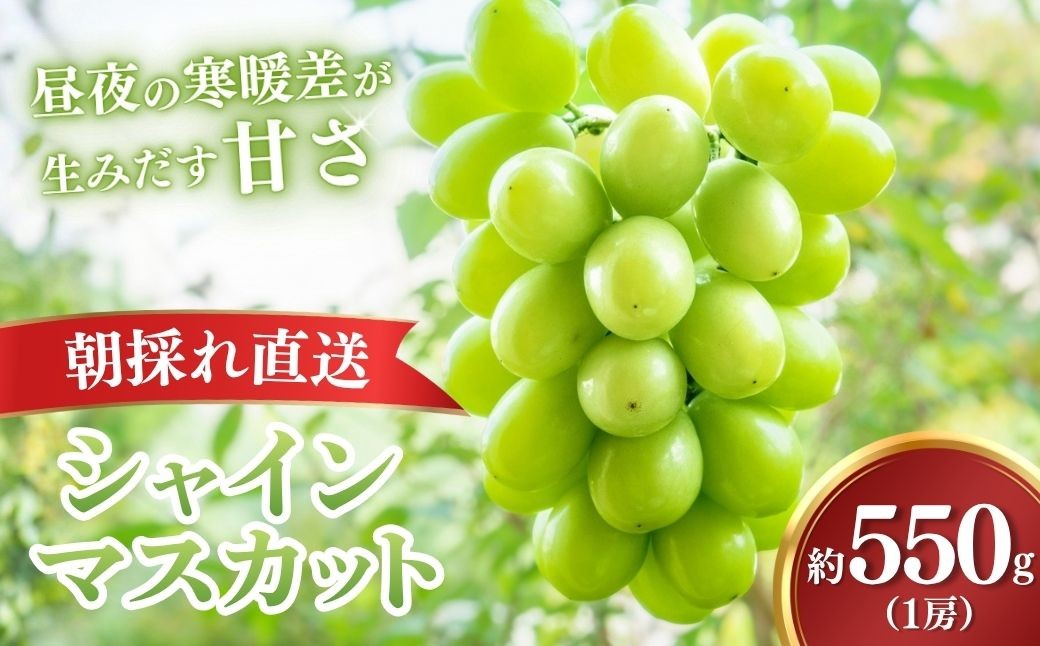 シャインマスカット しゃいんますかっと ぶどう 葡萄 ブドウ フルーツ 果物