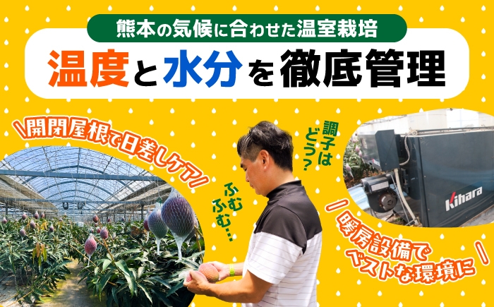 秀品 菊池マンゴー2玉 各625g以上 4Lサイズ