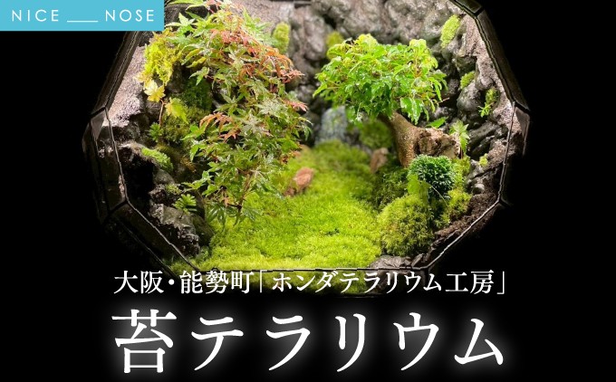 苔テラリウム | ホンダテラリウム工房 | 62面体 | 大阪府 能勢町 送料無料