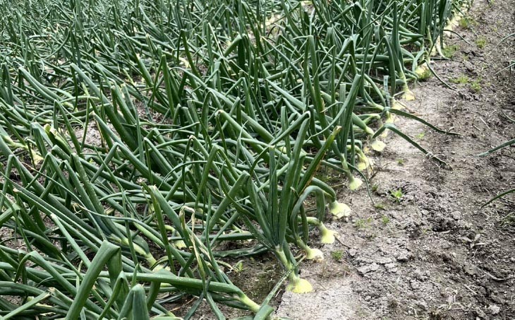 淡路島 「新玉ねぎ」5キロ