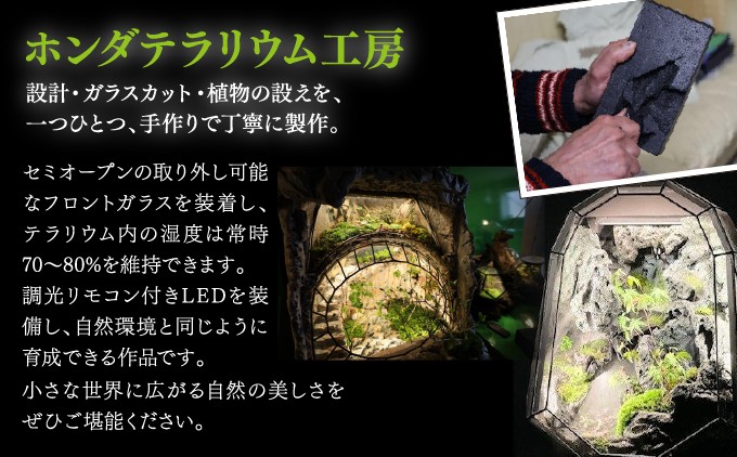 苔テラリウム | ホンダテラリウム工房 | 62面体 | 大阪府 能勢町 送料無料