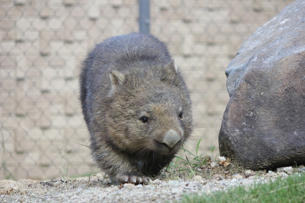 五月山動物園ではオーストラリアのウォンバットが飼育されています