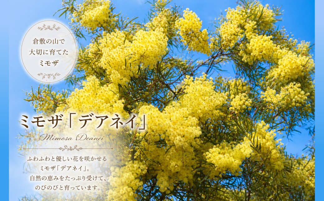 山で育てたミモザ「デアネイ」とユーカリのナチュラルスワッグ