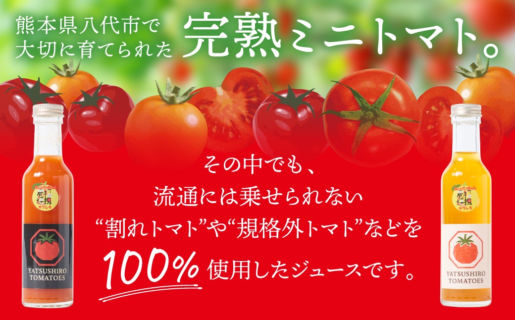 熊本県八代市で大切に育てられた完熟ミニトマト。