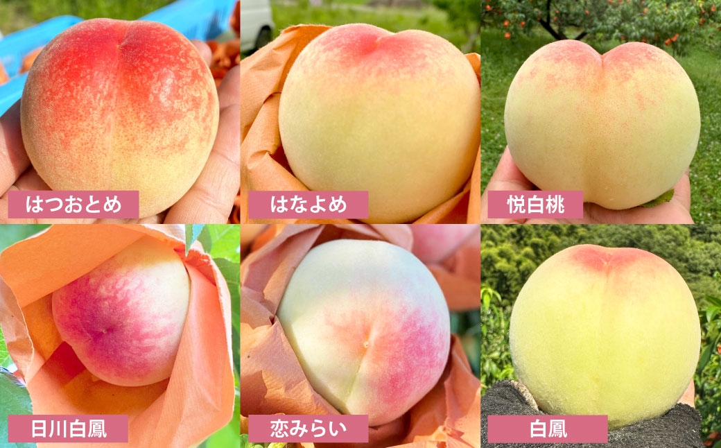 訳ありご家庭用モモナピーチファームの桃1.5kg（5〜7玉）