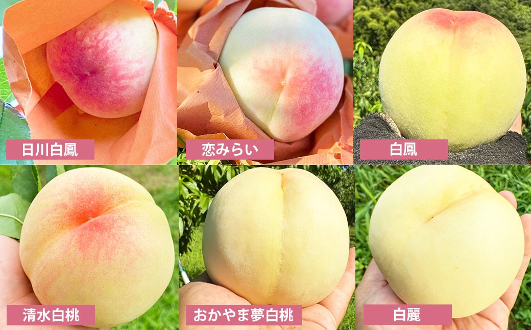  モモナピーチファームの桃 1.5kg（5～7玉）