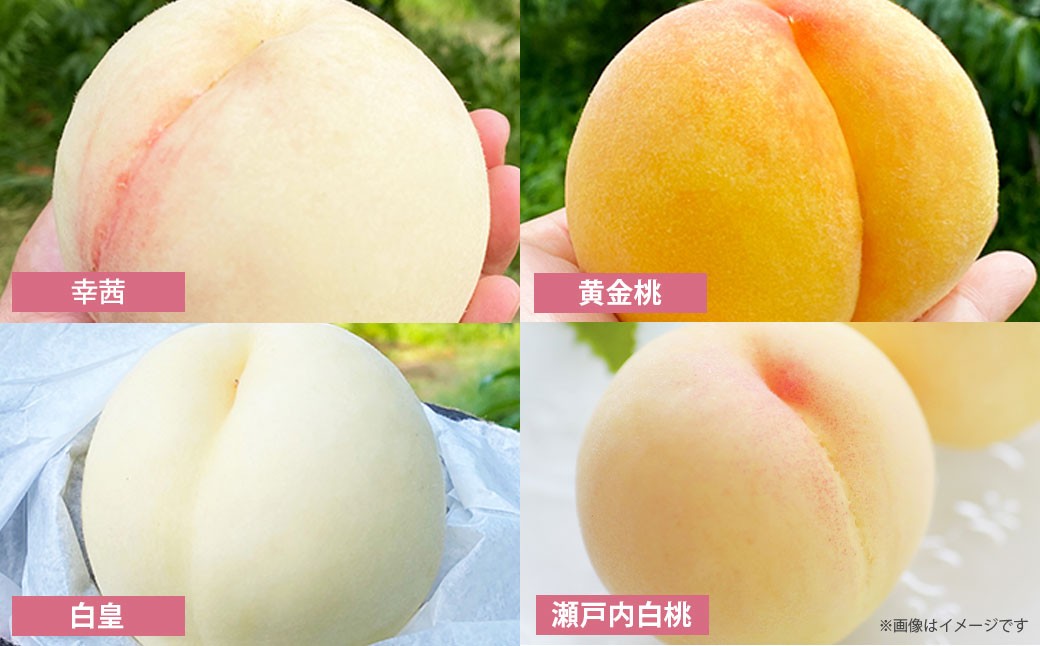 モモナピーチファームの桃 2.0kg（7～9玉）