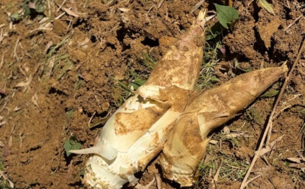 有機JAS認証  白子たけのこ 3.5kg 「色白美人」白子筍 いきいきたけのこ東山