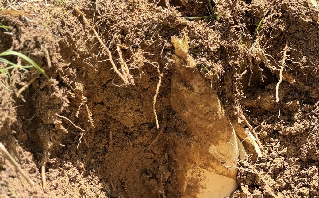 有機JAS認証  白子たけのこ 3.5kg 「色白美人」白子筍 いきいきたけのこ東山