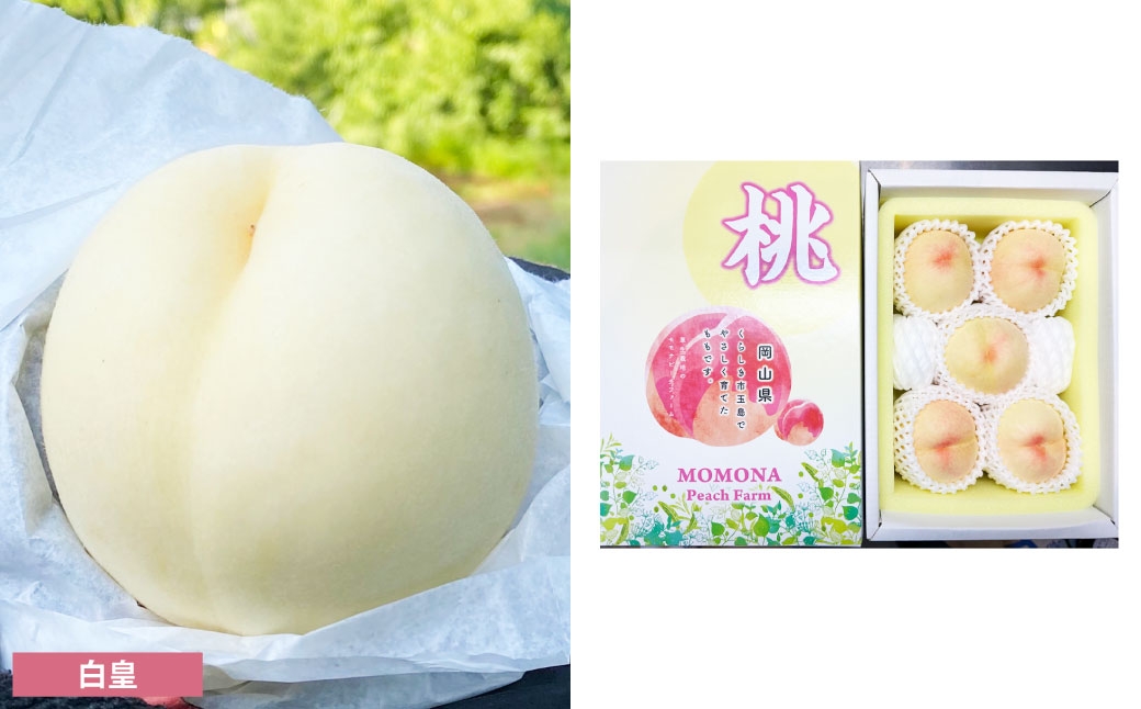 訳ありご家庭用モモナピーチファームの桃1.5kg（5〜7玉）