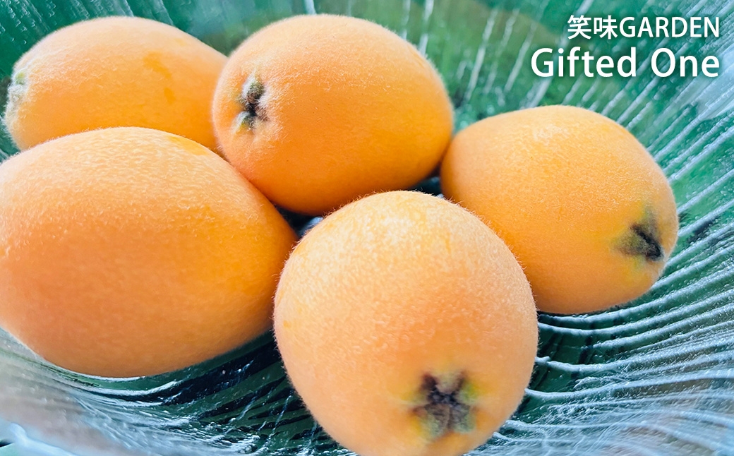 Gifted Oneハートのびわ長崎茂木びわなつたより3L6玉