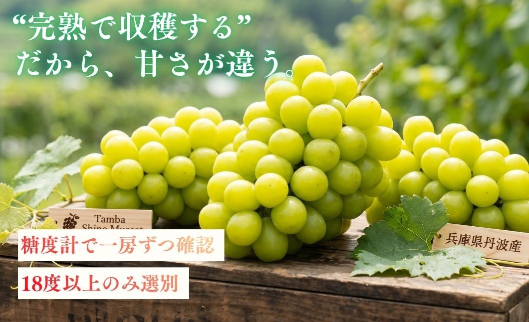 【9月上旬発送】糖度18度以上保証！兵庫県丹波市産 完熟シャインマスカット 490g～1.8kg 丹波産 ぶどう ブドウ 葡萄 
