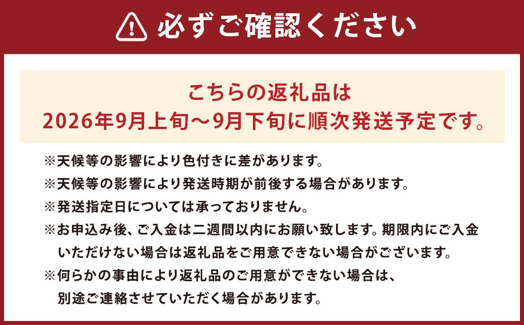 長崎県産 クイーンニーナ 約1.5kg ぶどう