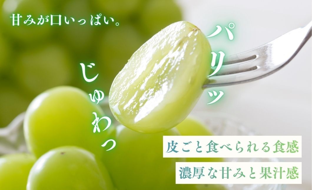 【9月上旬発送】糖度18度以上保証！兵庫県丹波市産 完熟シャインマスカット 490g～1.8kg 丹波産 ぶどう ブドウ 葡萄 
