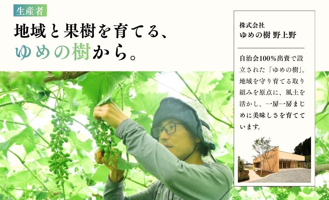 【9月上旬発送】糖度18度以上保証！兵庫県丹波市産 完熟シャインマスカット 490g～1.8kg 丹波産 ぶどう ブドウ 葡萄 