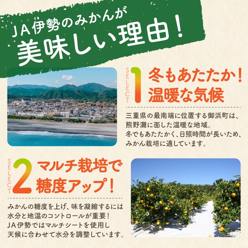 【2027年発送 先行予約品】