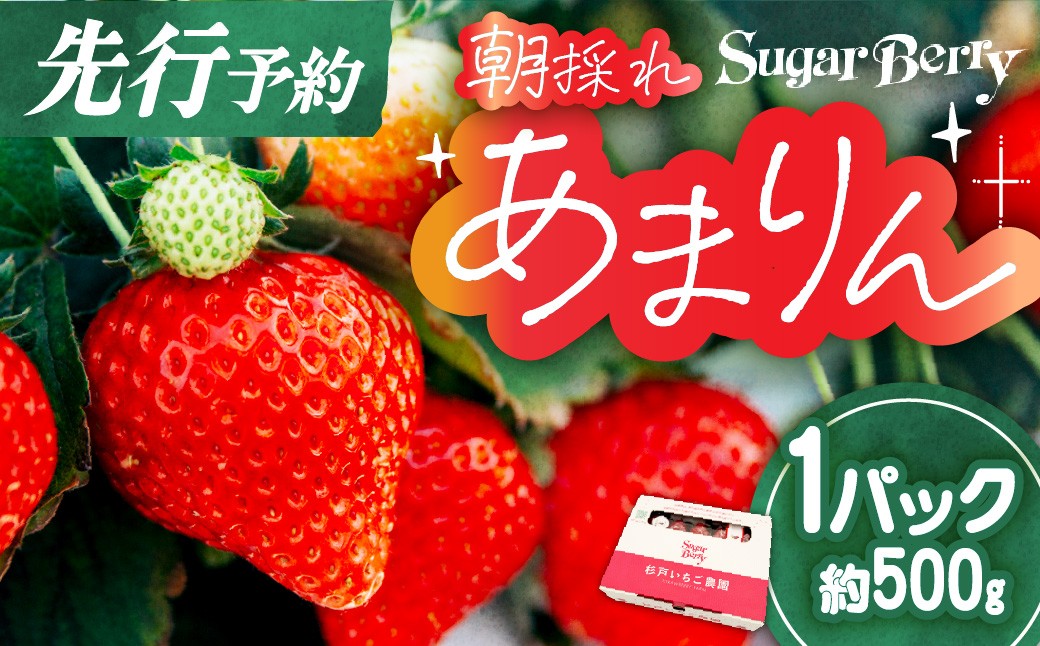 あまりん いちご イチゴ 苺 朝採れ 埼玉 オリジナル 品種 糖度 高い 甘い 高級 イチゴ SugarBerry