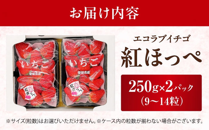 イチゴ 苺 果物 フルーツ 国産 産地直送 愛媛県 内子町産 人気 おすすめ 送料無料 農家直送 甘い あまい 旬 内子町