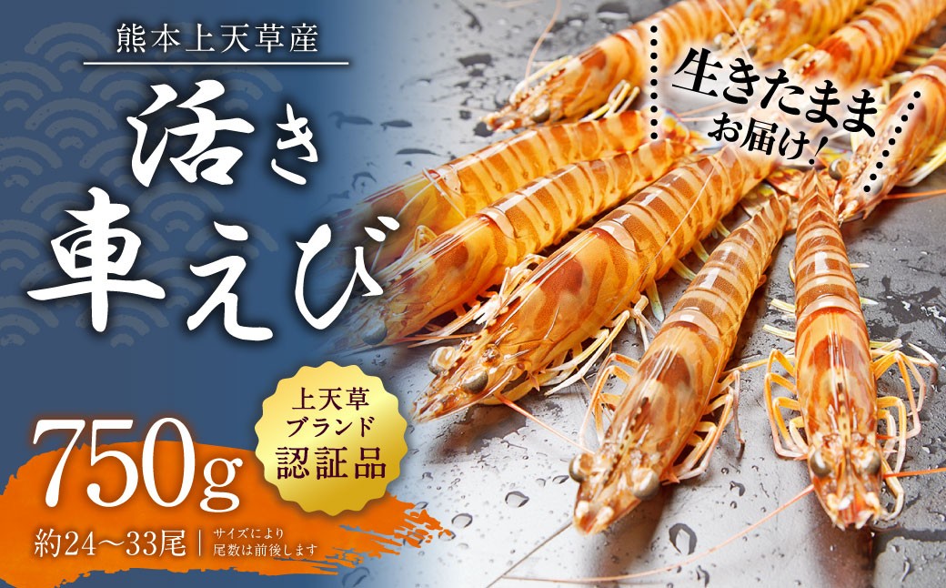 【配送日指定品】上天草産の活き車えび！750g（約24～33尾）