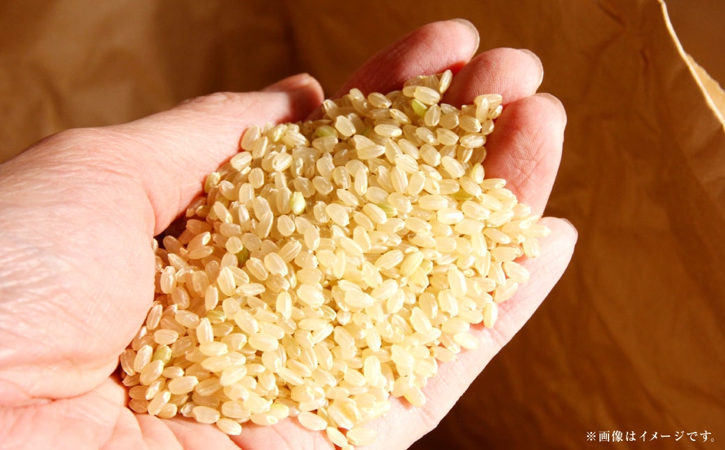 【 令和7年産 】 岡山県産きぬむすめ早炊き玄米10kg（2kg×5袋）