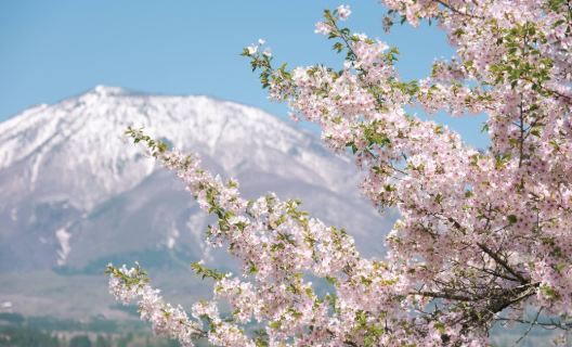【遅い春の訪れ】5月、雪残る黒姫山と桜。四季折々の大自然に抱かれる信濃町での特別な宿泊体験。