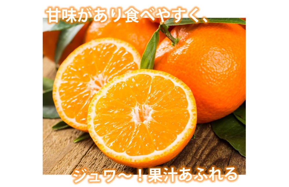 訳ありみかん 約5kg