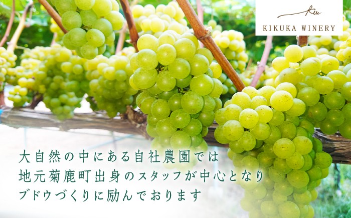 酒 お酒 ワイン 熊本県 特産品 送料無料 ブドウ ぶどう 熟成 限定 白 20000 2万円 2万 20000円