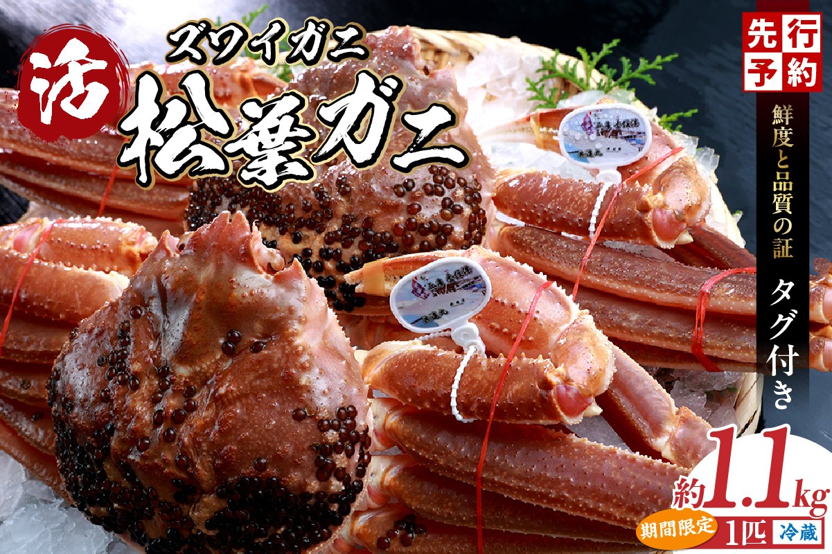 カニの本場　香住（香住漁港、柴山港）からお届けする最高グレードの香住産活松葉がにをお届けします。