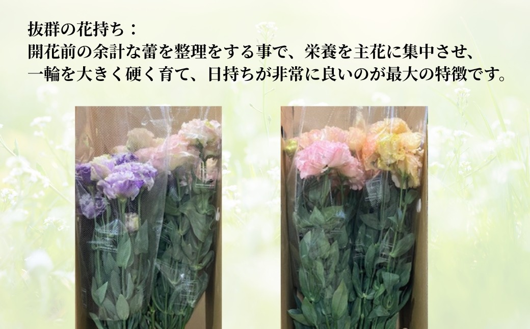 千曲市で生まれた大輪でフリンジが美しいトルコギキョウ（NFシリーズ）