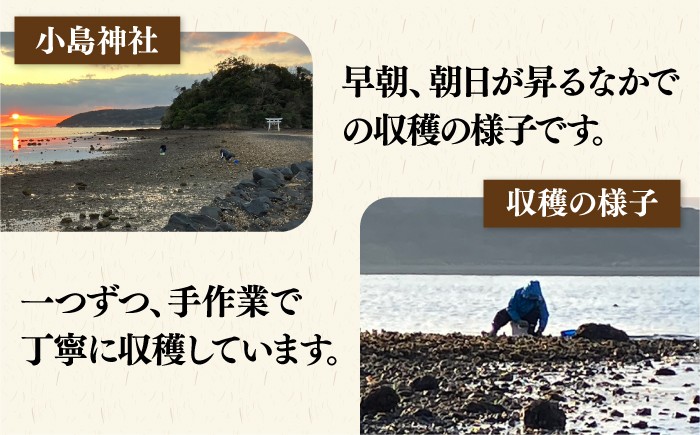 牡蠣 かき カキ 天然 生ガキ カキフライ 魚介 海鮮 貝 BBQ バーベキュー