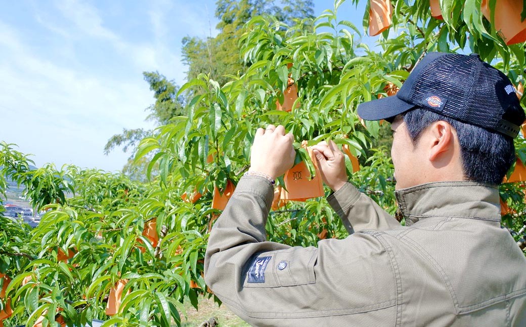  【先行予約】岡山白桃　約1.5kg（6玉前後）