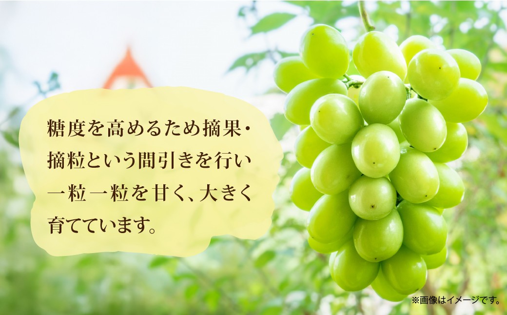  国産 シャインマスカット しゃいんますかっと ぶどう くだもの 果物 フルーツ 内田栄作農園 内田農園  おいしい 直送
