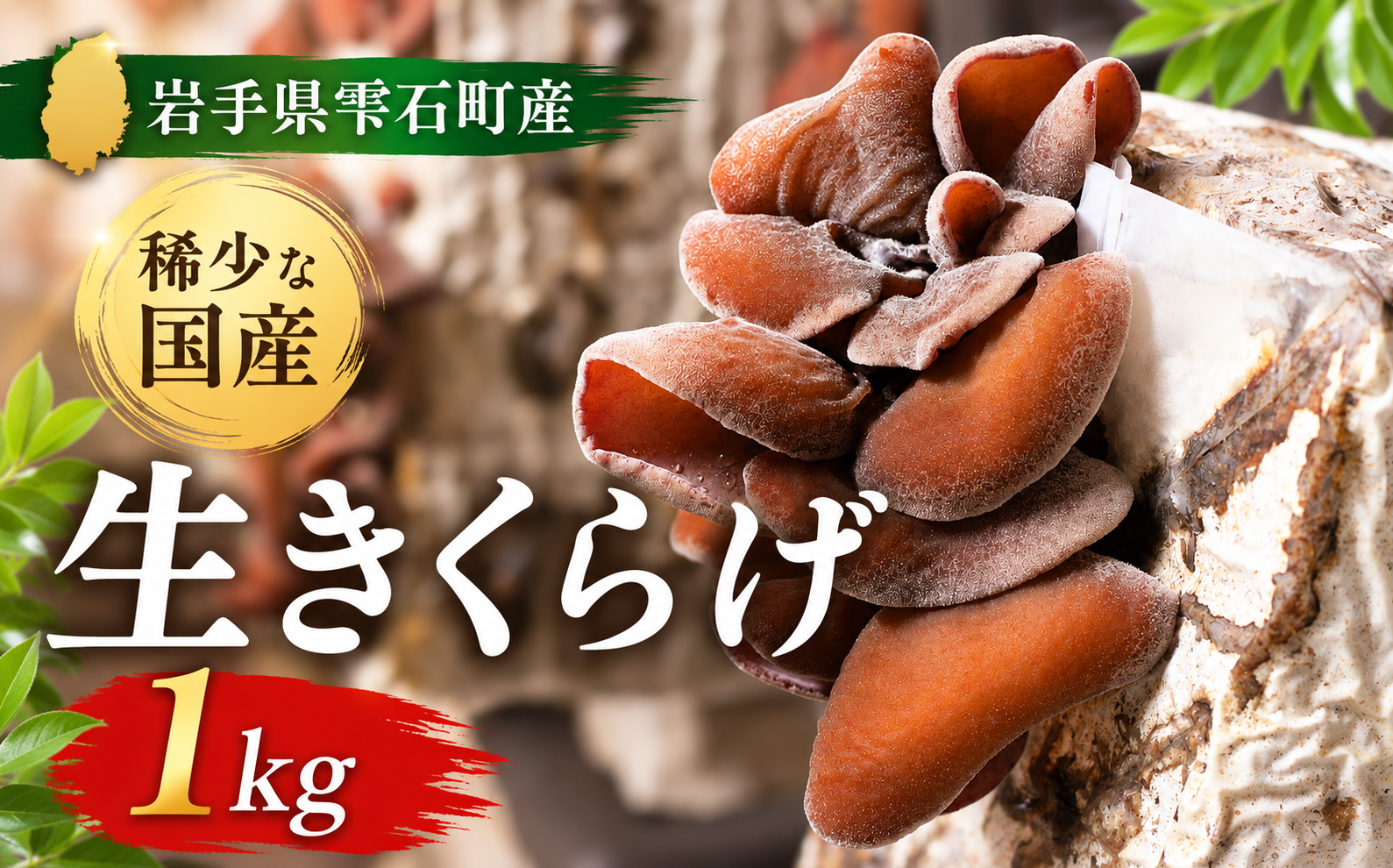 食感が美味しい、雫石町産生きくらげです。