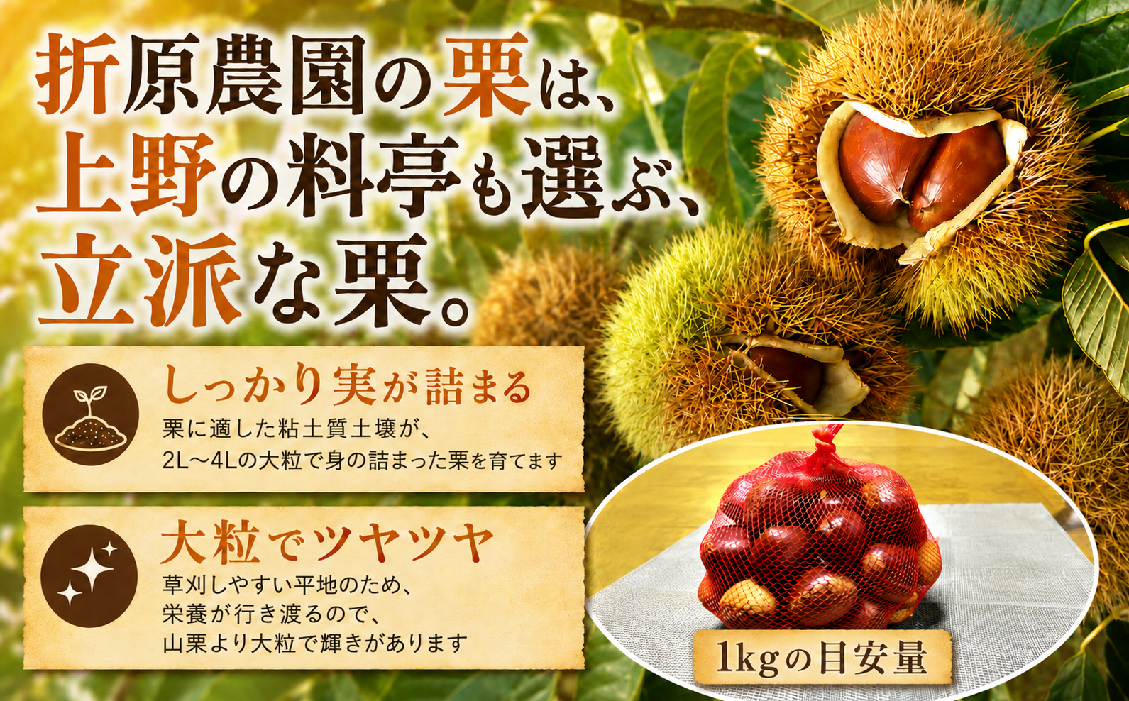 都会から１時間で、大粒の栗拾い体験！