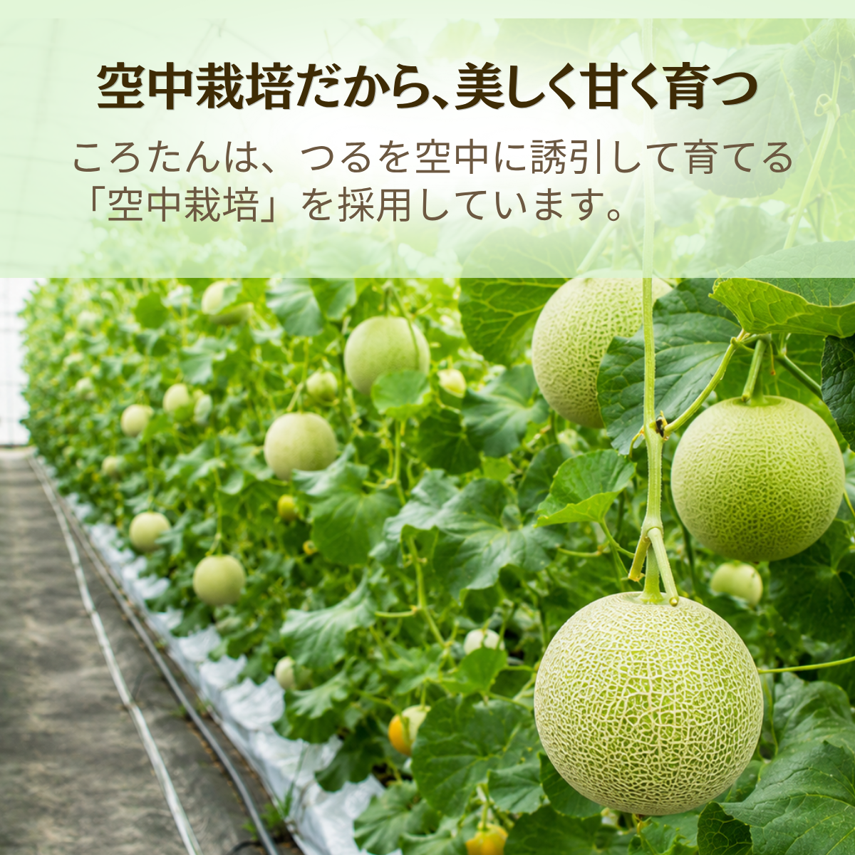 メロン ころたん めろん コロタン フルーツ 2玉 果物