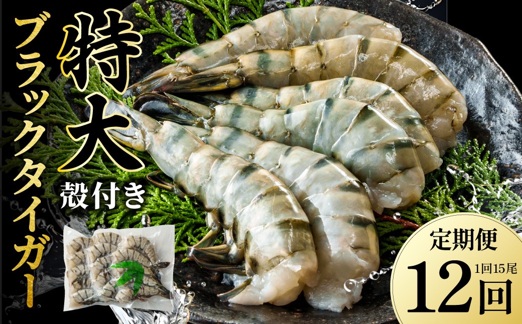 【12回定期便】特大 ブラックタイガー 無頭えび｜ 海老 えび エビ ブラックタイガー 海鮮 魚介 殻付き 冷凍 大阪府 阪南市