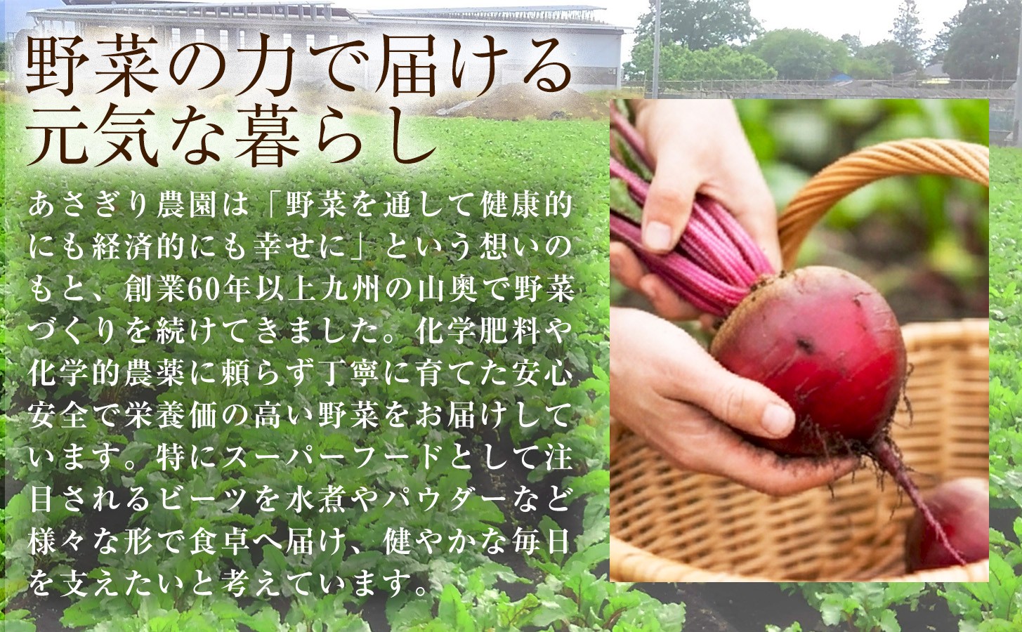 自社農園栽培 プレミアム生ビーツ3kg
