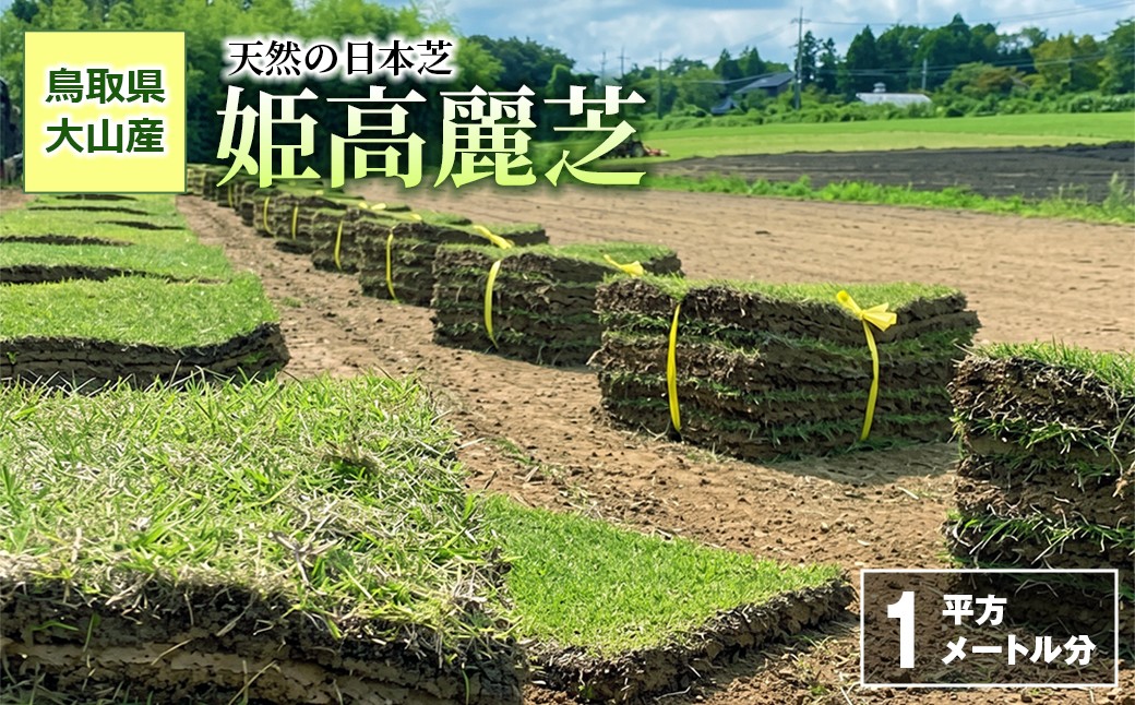 天然の日本芝「姫高麗芝」1平方メートル分